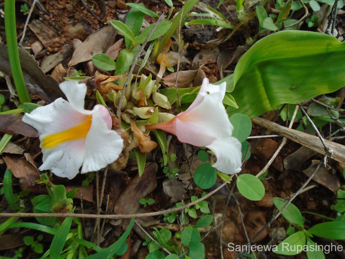 Curcuma oligantha Trimen